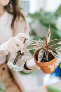 Gardener spraying water on a potted plant indoors, emphasizing fresh growth.